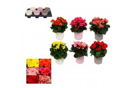 Begonia elatior du. mix Begonia 13cm mix in keramiek gemengd 1 pp