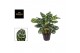 Aglaonema amazon silver 