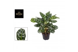 Aglaonema amazon silver