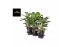 Aglaonema amazon silver 