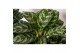 Aglaonema amazon silver 
