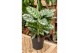 Aglaonema amazon silver 
