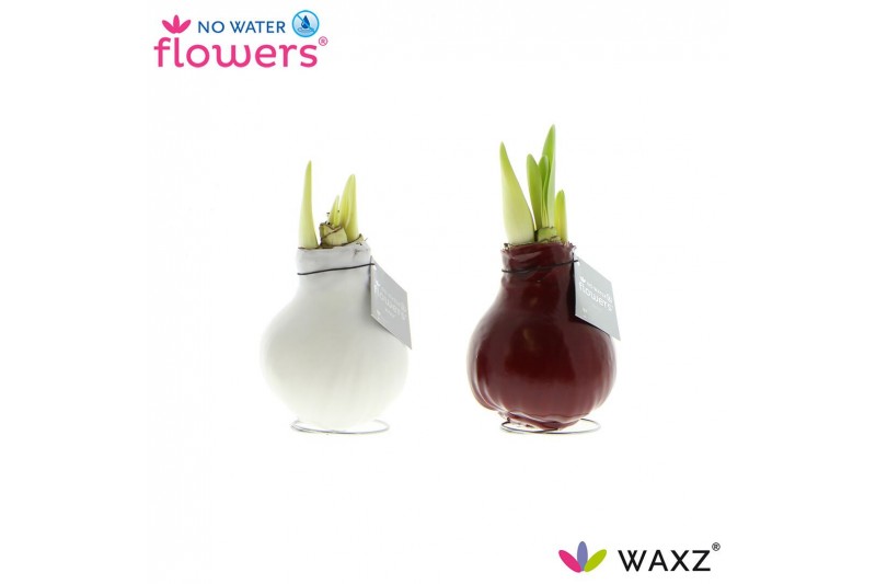 Hippeastrum gewaxt No Water Flowers Waxz Colorz 
