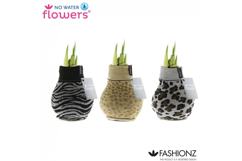 Hippeastrum gewaxt No Water Flowers Fashionz Animal Print 