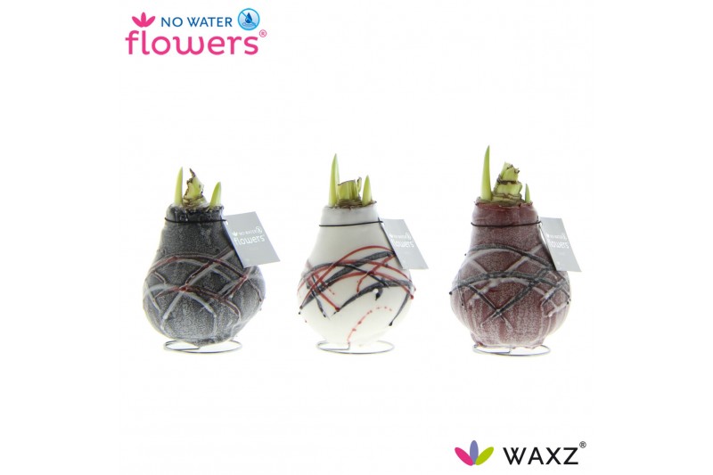 Hippeastrum gewaxt No Water Flowers Waxz Art v Gogh 