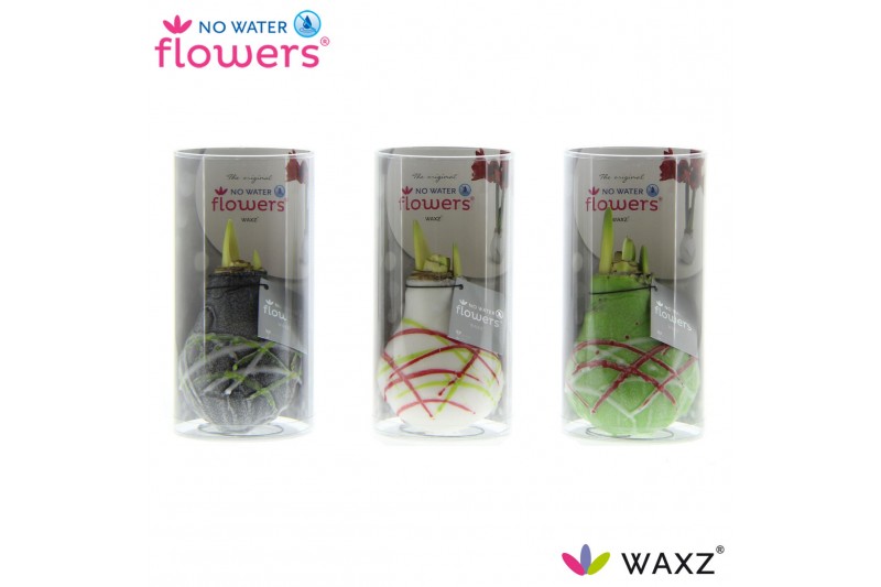 Hippeastrum gewaxt No Water Flowers Waxz Art Picasso in Koker 