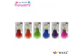 Hippeastrum gewaxt No Water Flowers Waxz Happy Mix in koker