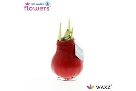 Hippeastrum gewaxt No Water Flowers Waxz Red