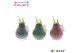 Hippeastrum gewaxt No Water Flowers Waxz Marble 