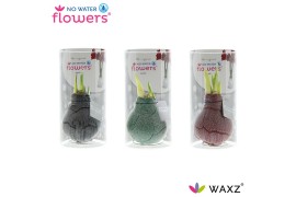 Hippeastrum gewaxt No Water Flowers Waxz Marble in Koker