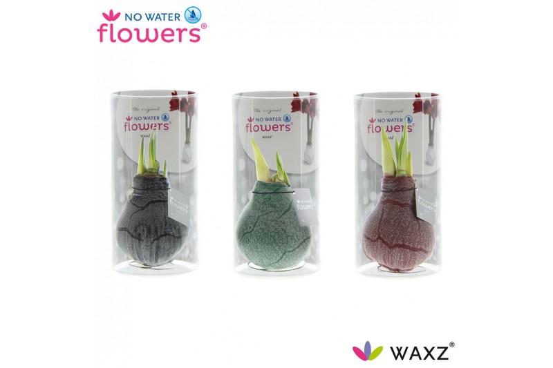 Hippeastrum gewaxt No Water Flowers Waxz Marble in Koker 
