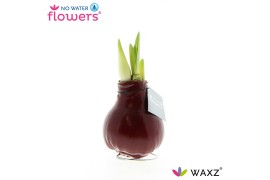 Hippeastrum gewaxt No Water Flowers Waxz Bordeaux