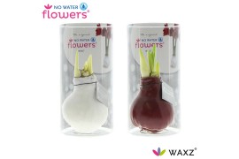 Hippeastrum gewaxt No Water Flowers Waxz Colorz in Koker