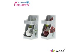 Hippeastrum gewaxt No Water Flowers Waxz Colorz in Gift Box