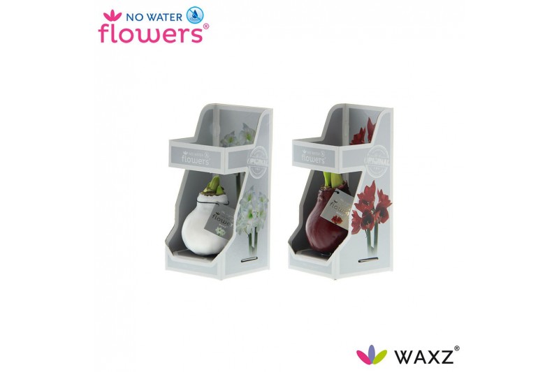 Hippeastrum gewaxt No Water Flowers Waxz Colorz in Gift Box Hippeastrum gewaxt No Water Flowers Waxz Colorz in Gift Box