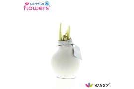 Hippeastrum gewaxt No Water Flowers Waxz White