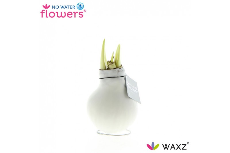 Hippeastrum gewaxt No Water Flowers Waxz White 