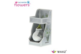 Hippeastrum gewaxt No Water Flowers Waxz White in Gift Box