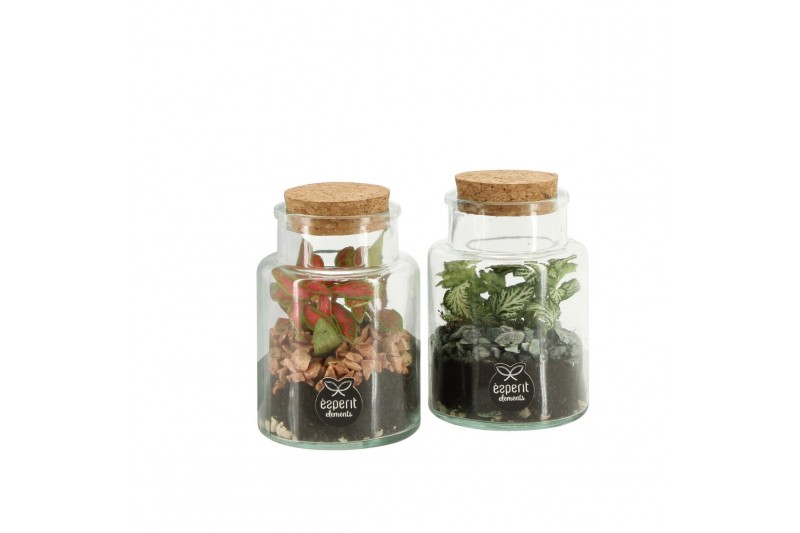 Arrangementen kamerplanten 90834: Terrarium arrangement 1 pp Arrangementen kamerplanten 90834: Terrarium arrangement 1 pp