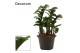 Zamioculcas zamiifolia zenzi Zamioculcas Zenzi natural 11 cm (Decorum) 