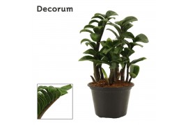 Zamioculcas zamiifolia zenzi Zamioculcas Zenzi natural 11 cm (Decorum)