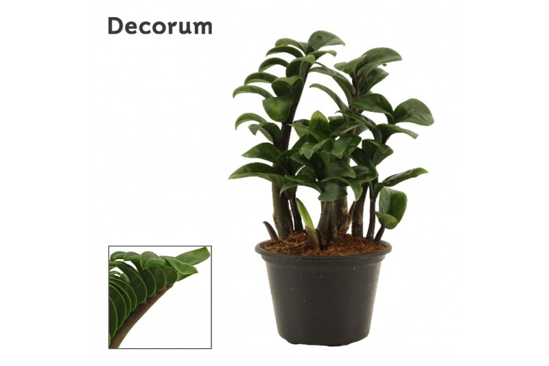Zamioculcas zamiifolia zenzi Zamioculcas Zenzi natural 11 cm (Decorum) 