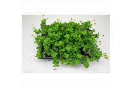 Peperomia rotundifolia