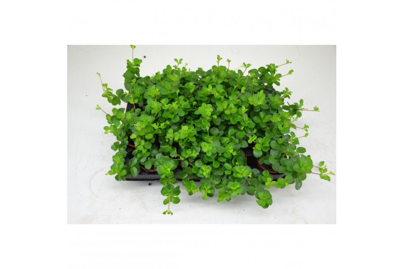 Peperomia rotundifolia 