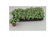 Fittonia overig Fittonia 