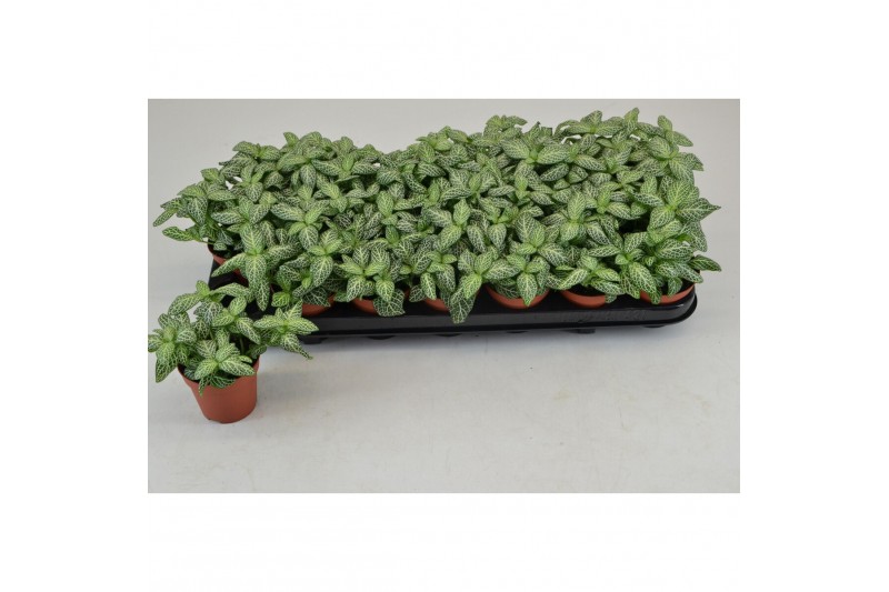 Fittonia overig Fittonia 
