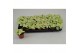 Fittonia mosaic lemon 