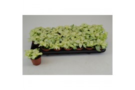 Fittonia mosaic lemon