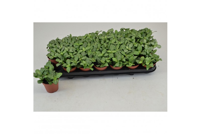 Fittonia white joly josan 