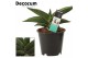 Sansevieria ehrenbergii samurai Sansevieria Samurai 12 cm (Decorum) 