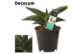 Sansevieria ehrenbergii samurai Sansevieria Samurai 12 cm (Decorum)