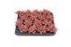 Fittonia forest flame 