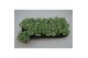 Fittonia mini whisper 