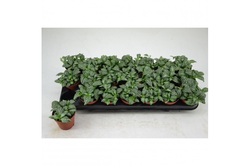Fittonia mosaic marble green 