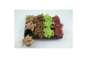 Fittonia mix 4 kleuren