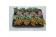 Fittonia mix 4 kleuren 