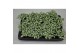 Fittonia mosaic white forest flame 