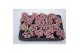 Fittonia pink forest flame 