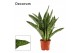 Sansevieria trifasciata aubrytiana jaboa decorum 