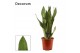 Sansevieria trifasciata moonshine decorum 