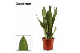 Sansevieria trifasciata moonshine decorum