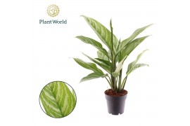 Aglaonema stripes Aglaonema Stripes 2 pp
