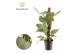 Monstera obliqua monkey mask Philodendron Silver Sword 2 pp 