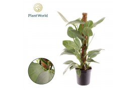 Monstera obliqua monkey mask Philodendron Silver Sword 2 pp