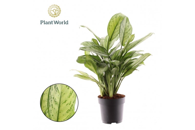 Aglaonema cleopatra Aglaonema Maria Christina 2 pp 