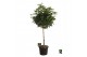 Schefflera arboricola compacta Schefflera arb. Compacta op stam 1 pp 